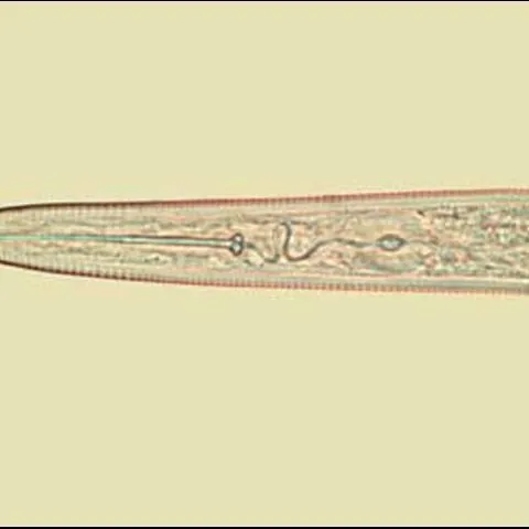 thumbnail for publication: Awl Nematodes, Dolichodorus spp. Cobb, 1914 (Nematoda: Secernentea: Tylenchida: Tylenchina: Dolichodoridae: Dolichodorinae)